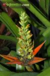 Aechmea mertensii